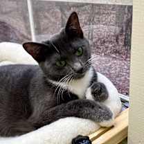 Thumbnail photo of Bashful #3