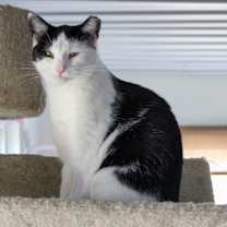 Thumbnail photo of Roxy #3