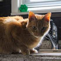 Thumbnail photo of Garfield #2