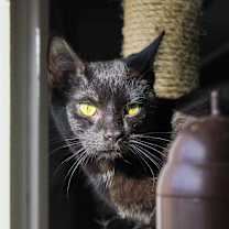 Thumbnail photo of Saltine #4