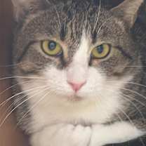 Thumbnail photo of Thyme #1