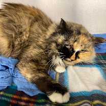 Thumbnail photo of Lady #2