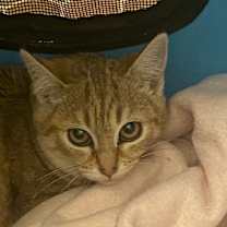 Thumbnail photo of Cinnamon #2