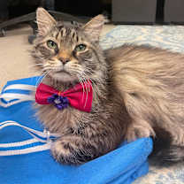 Thumbnail photo of ZEDD #3