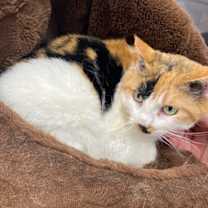 Thumbnail photo of Bella #3