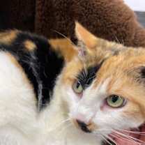 Thumbnail photo of Belle #3