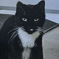 Thumbnail photo of Wheezy #1