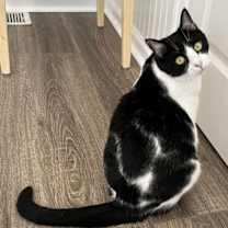 Thumbnail photo of COOKIE #1