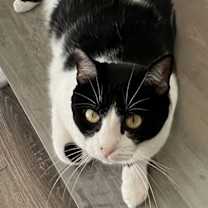 Thumbnail photo of COOKIE #4