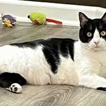 Thumbnail photo of COOKIE - CHILL CAT #2