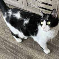 Thumbnail photo of COOKIE - CHILL CAT #3