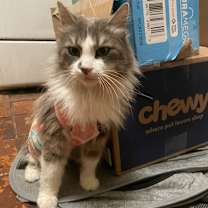 Thumbnail photo of Nico #1