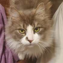 Thumbnail photo of Nico #2