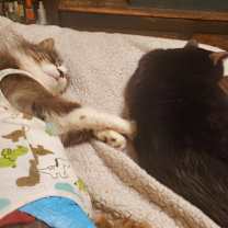 Thumbnail photo of Nico #4