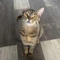 Thumbnail photo of Ducky #1