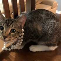 Thumbnail photo of Rocky #1