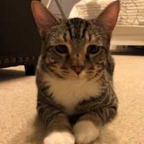 Thumbnail photo of Rocky #2
