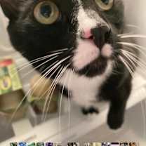 Thumbnail photo of Alfie #1