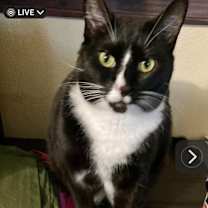 Thumbnail photo of Alfie #2