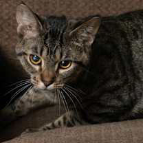 Thumbnail photo of Hannah #1