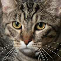 Thumbnail photo of Dawson #1