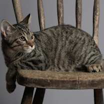 Thumbnail photo of Dawson #2