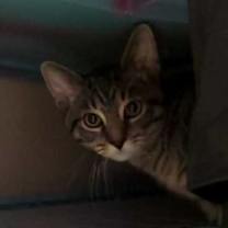 Thumbnail photo of Dawson #3