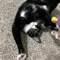 Thumbnail photo of Lucy #4