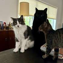 Thumbnail photo of Dream Weaver #3