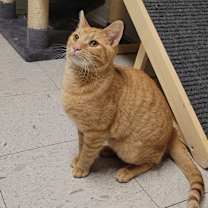 Thumbnail photo of BOSCO #1