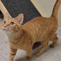 Thumbnail photo of BOSCO #2