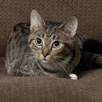 Thumbnail photo of Serena #1