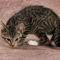 Thumbnail photo of Serena #2