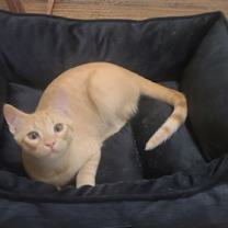 Thumbnail photo of Sammy #3