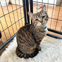 Thumbnail photo of Audrey Hepburn #2