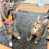 Thumbnail photo of Audrey Hepburn #3