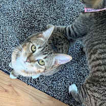 Thumbnail photo of Audrey Hepburn #4