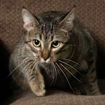 Thumbnail photo of Kassy #1