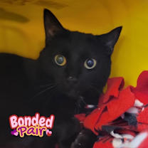 Thumbnail photo of Viola #1