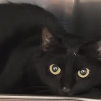 Thumbnail photo of Viola #2