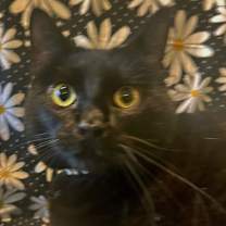Thumbnail photo of Daisy #1