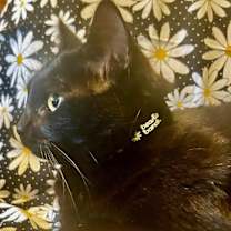 Thumbnail photo of Daisy #2