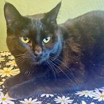 Thumbnail photo of Daisy #3