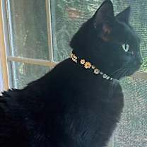 Thumbnail photo of Daisy #4