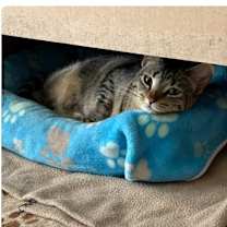 Thumbnail photo of Nala #2