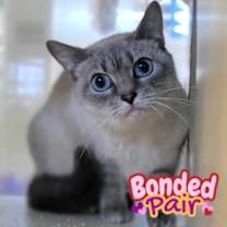 Thumbnail photo of Sterling #1