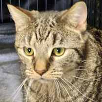 Thumbnail photo of Drusilla #2