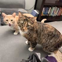 Thumbnail photo of Zuzu & George *Bonded Pair* #4
