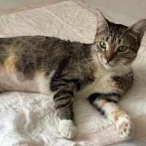 Thumbnail photo of Momma Cleo #1