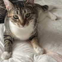 Thumbnail photo of Momma Cleo #2